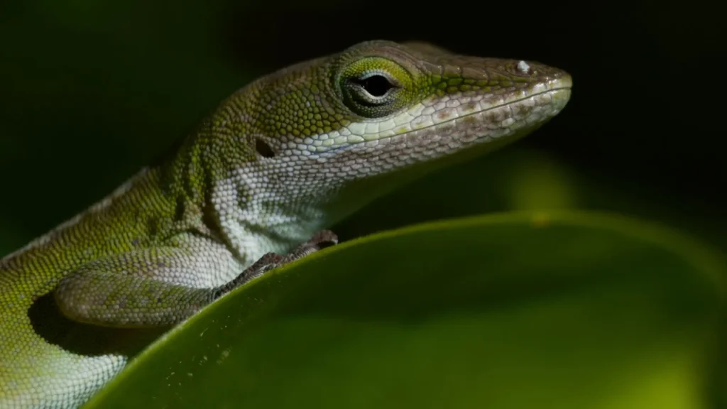 Detailed shot of a green anole lizard on a leaf in Myrtle Beach, USA.